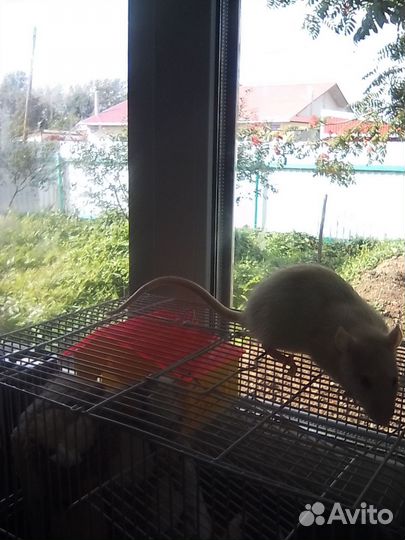 Крыса Дамбо