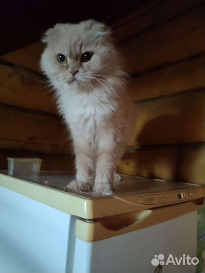 Британская кошка