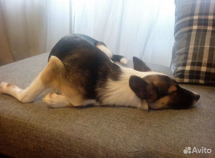 Индивидуальная домашняя передержка в частном доме