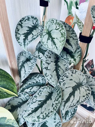 Сциндапсусы