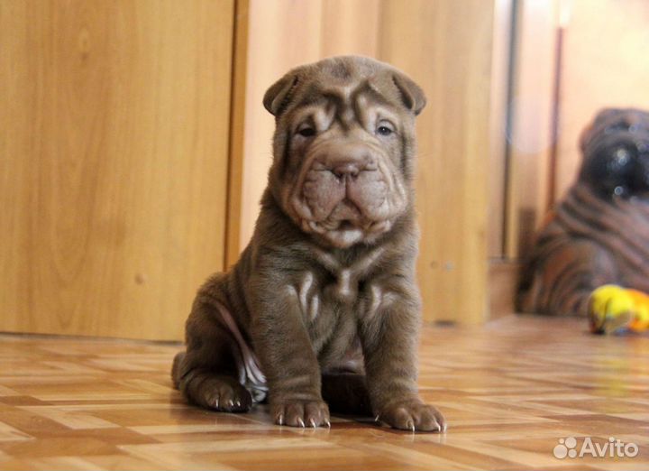 Шарпей Складчатое чудо