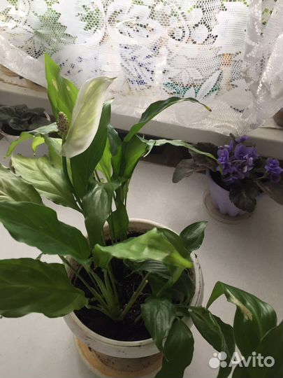 Спатифиллум