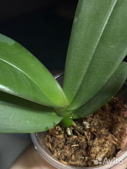 Орхидея фаленопсис