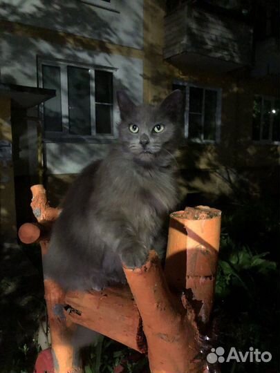 Ищем дом котику