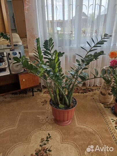 Замиокулькас