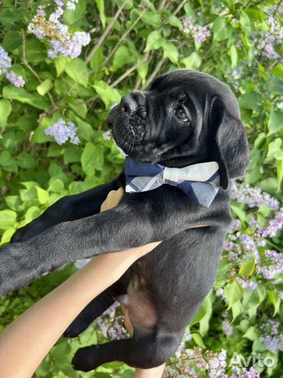 Щенок Кане Корсо