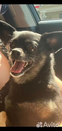 Маленькая собачка в добрые руки