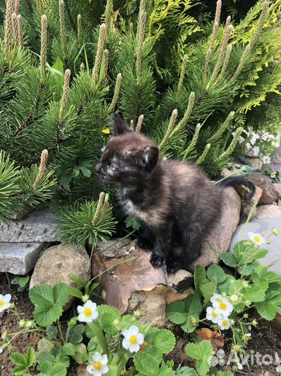 Котенок девочка в добрые руки 2,5 месяца