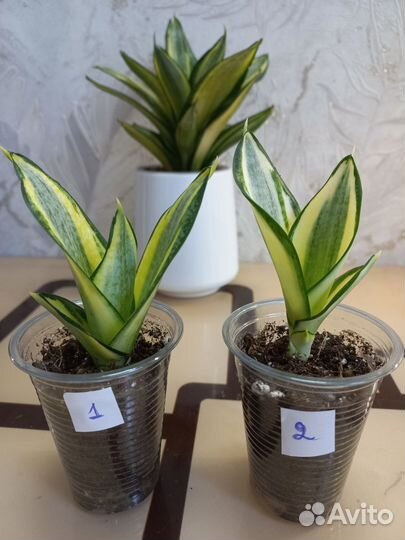 Сансевиерия ханни