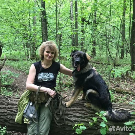 Выгул собак, догситтер