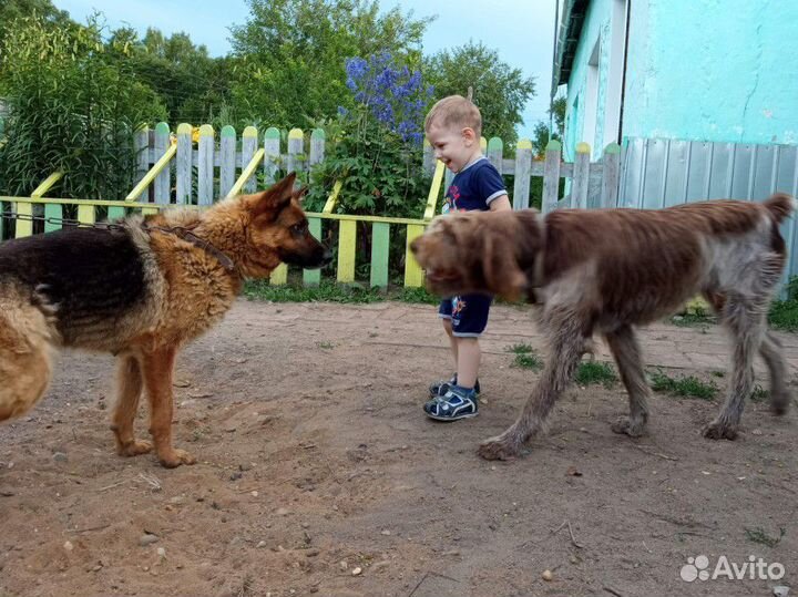 Щенок немецкой овчарки