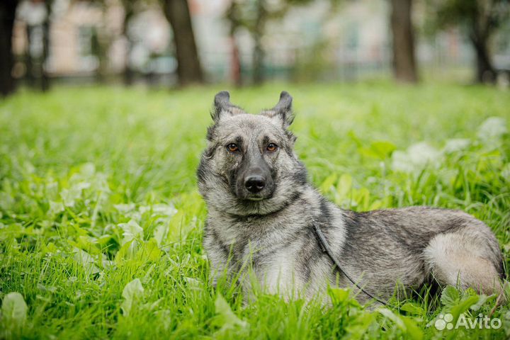 Реми ждет своего человека