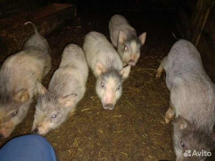 Вьетнамские поросята