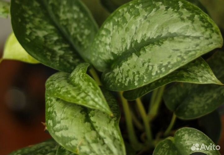 Сциндапсусы сортовые