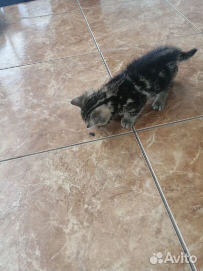 Шотландская