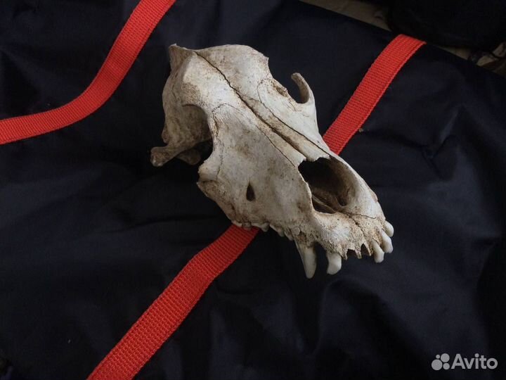 Голова собаки декоративная