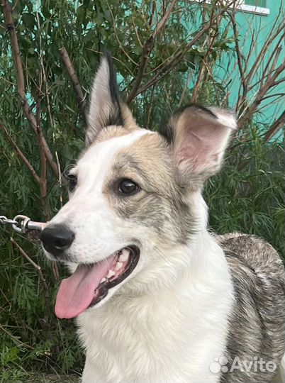 Собака 10 месяцев