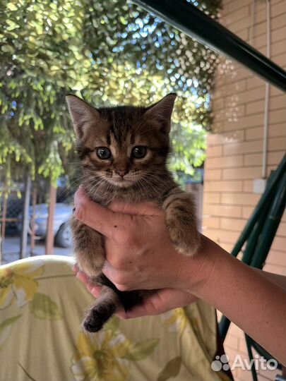 Милая кошечка ищет дом