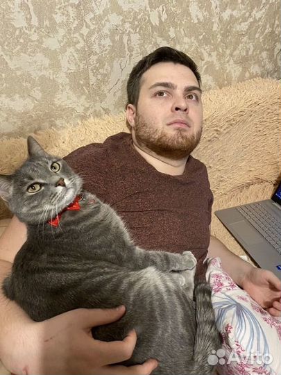 Передержка кошек на время отпуска