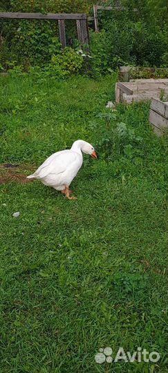 Куры, гусыня