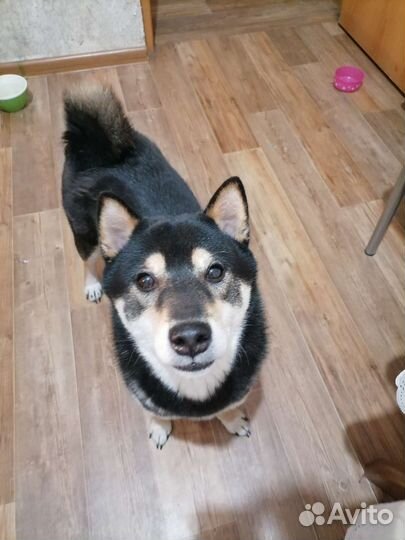 Передержка домашних питомцев