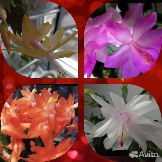 Декабрист шлюмбергера