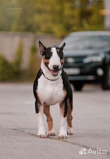 Вязка бультерьеров