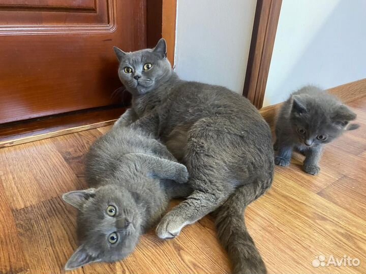 Британские котята