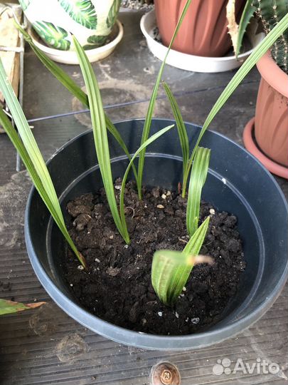 Комнатные цветы