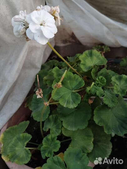 Пеларгония герань