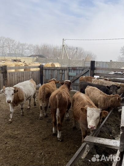 Телки и Бычки