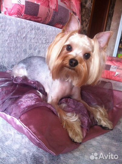 Стрижка собак