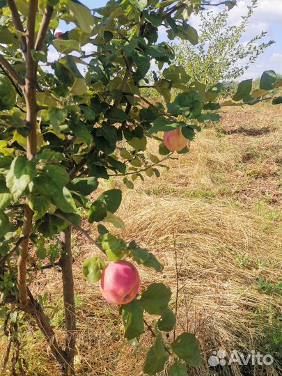 Деревья груши яблони