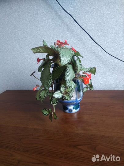 Комнатный цветок 