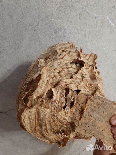 Улей (гнездо)шершней