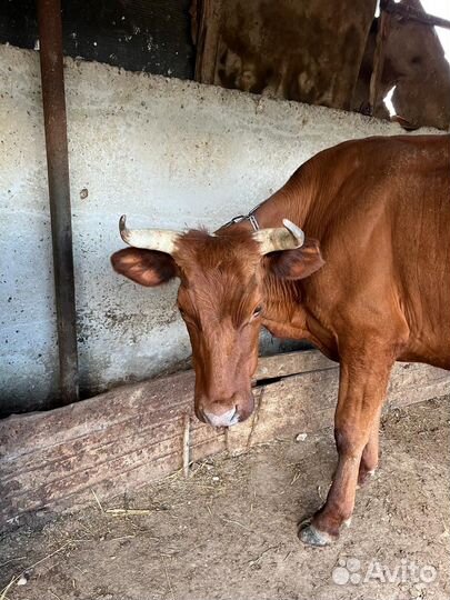 Коровы дойные молочные