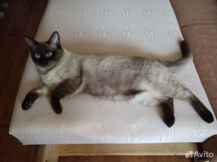 Тайский кот для вязки