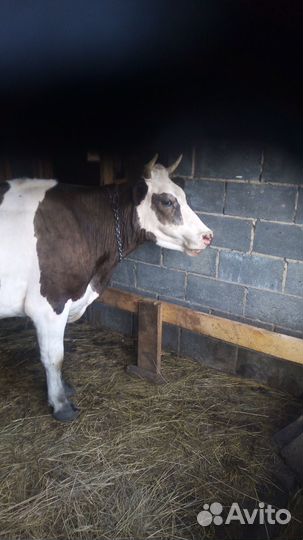 Продам коров