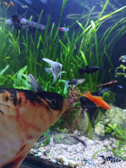 Товары для аквариумистики и животных