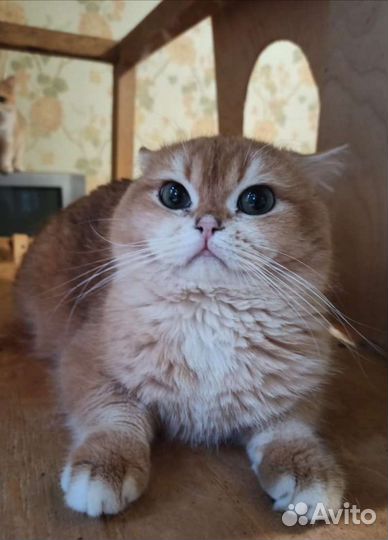 Британская золотая, голубая шиншилла вязка