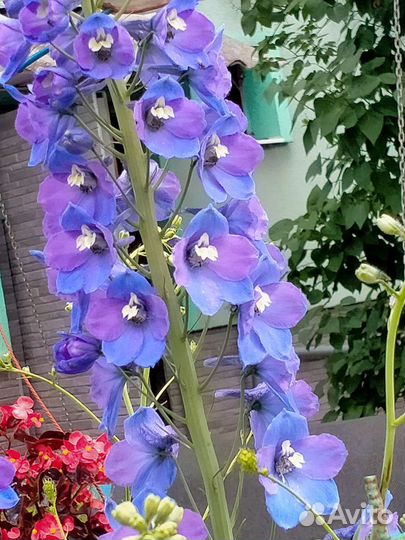 Дельфиниум