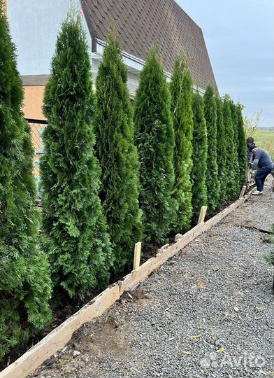 Туя для живой изгороди
