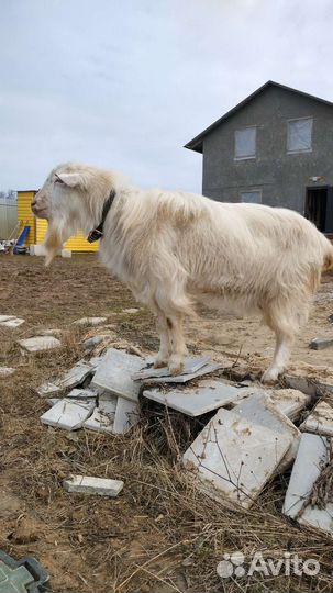 Козел для вязки