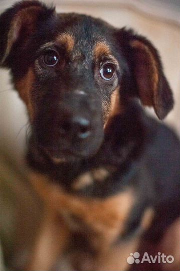 Собака в добрые руки щенок