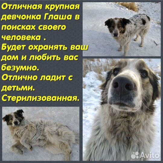 Крупная собака