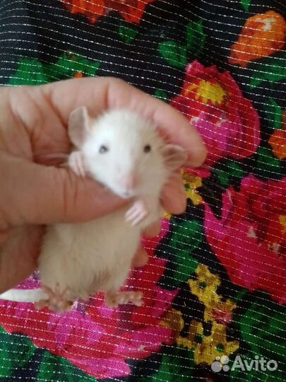 Крыса дамбо сиамская Сфинксы