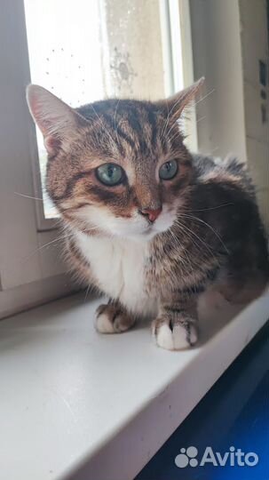 Кот в хорошие руки