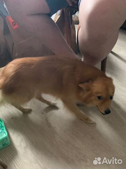 Собака в добрые руки отдам бесплатно