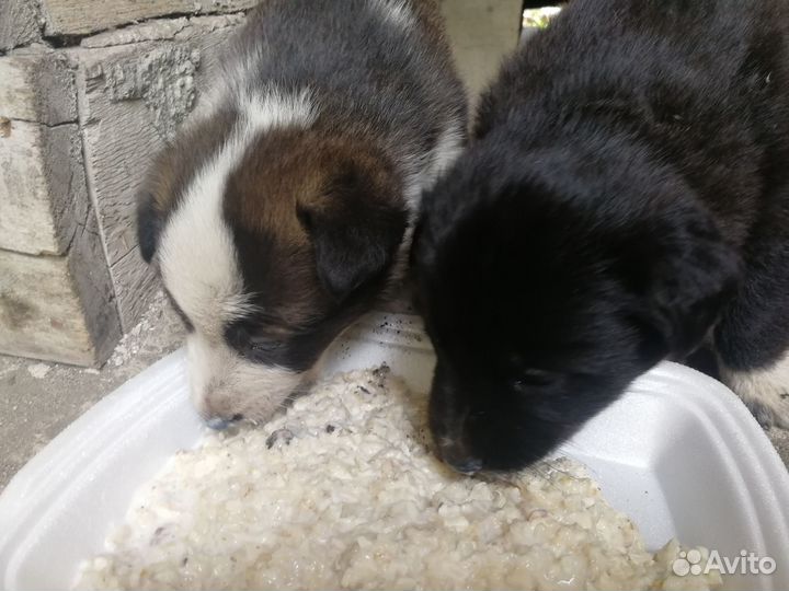 Отдадим щенят