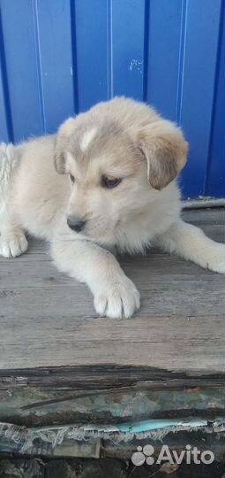 Собака в добрые руки щенок